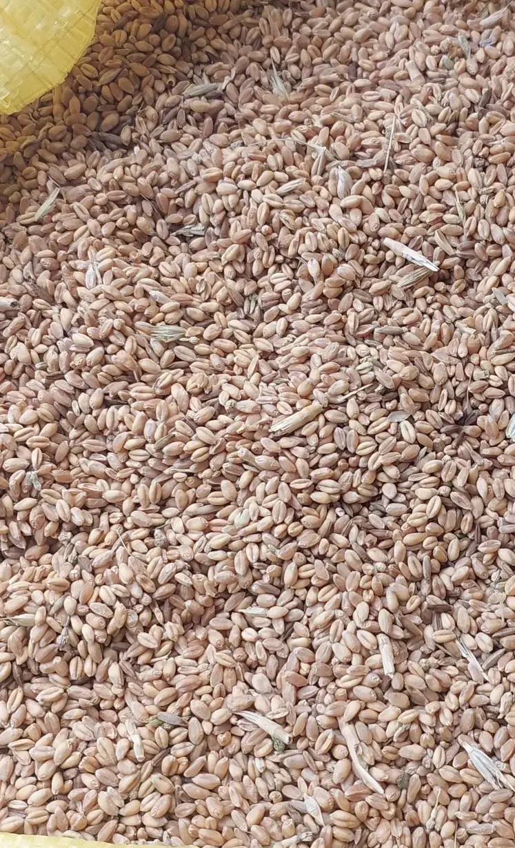 گندم|عمده‌فروشی|شیروان (خراسان), |دیوار