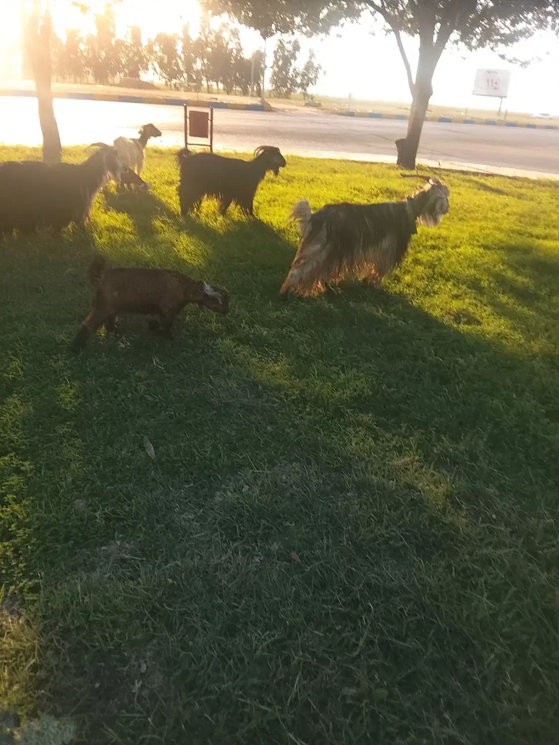 بز بیگ|حیوانات مزرعه|دزفول, |دیوار