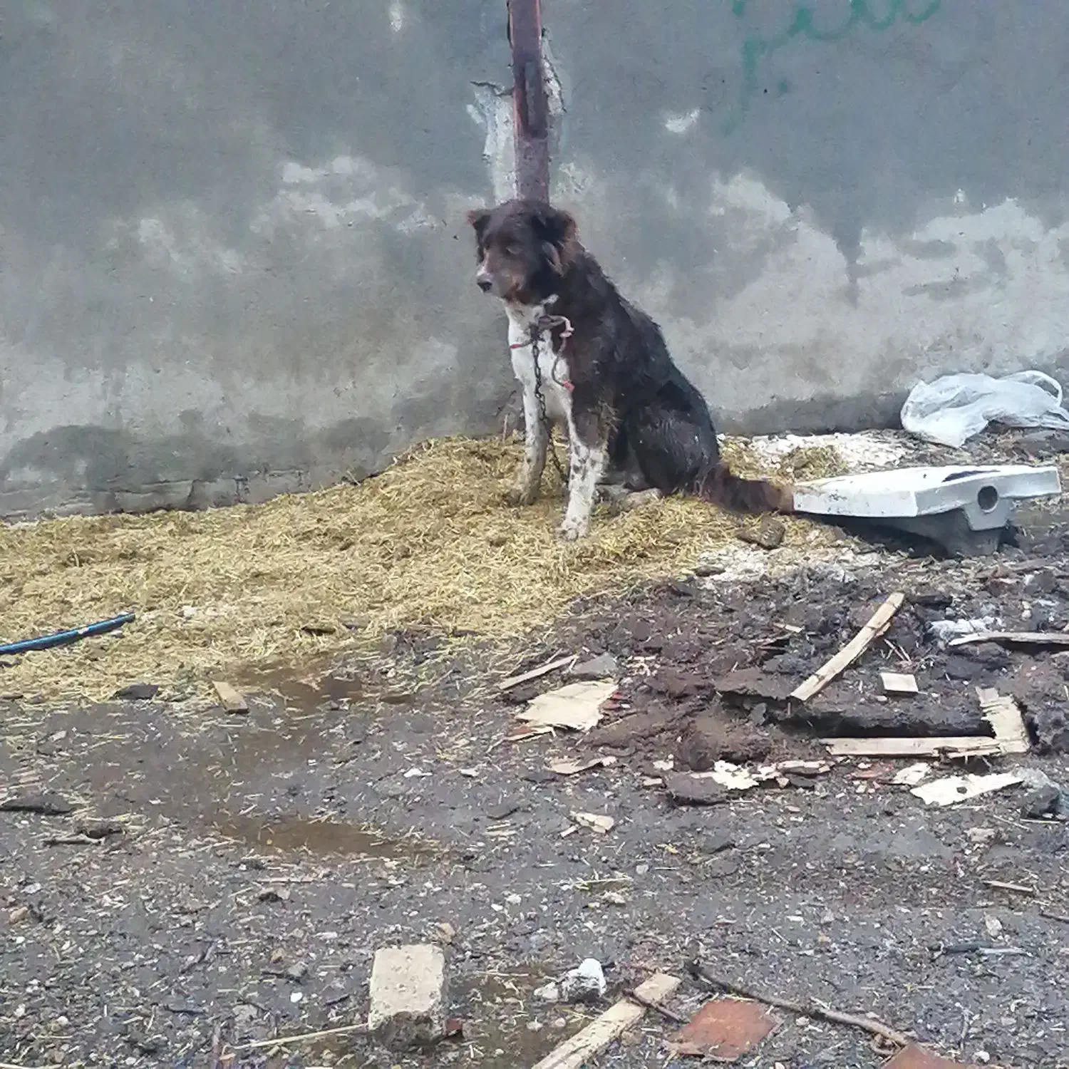 سگگ|سگ|الیگودرز, |دیوار