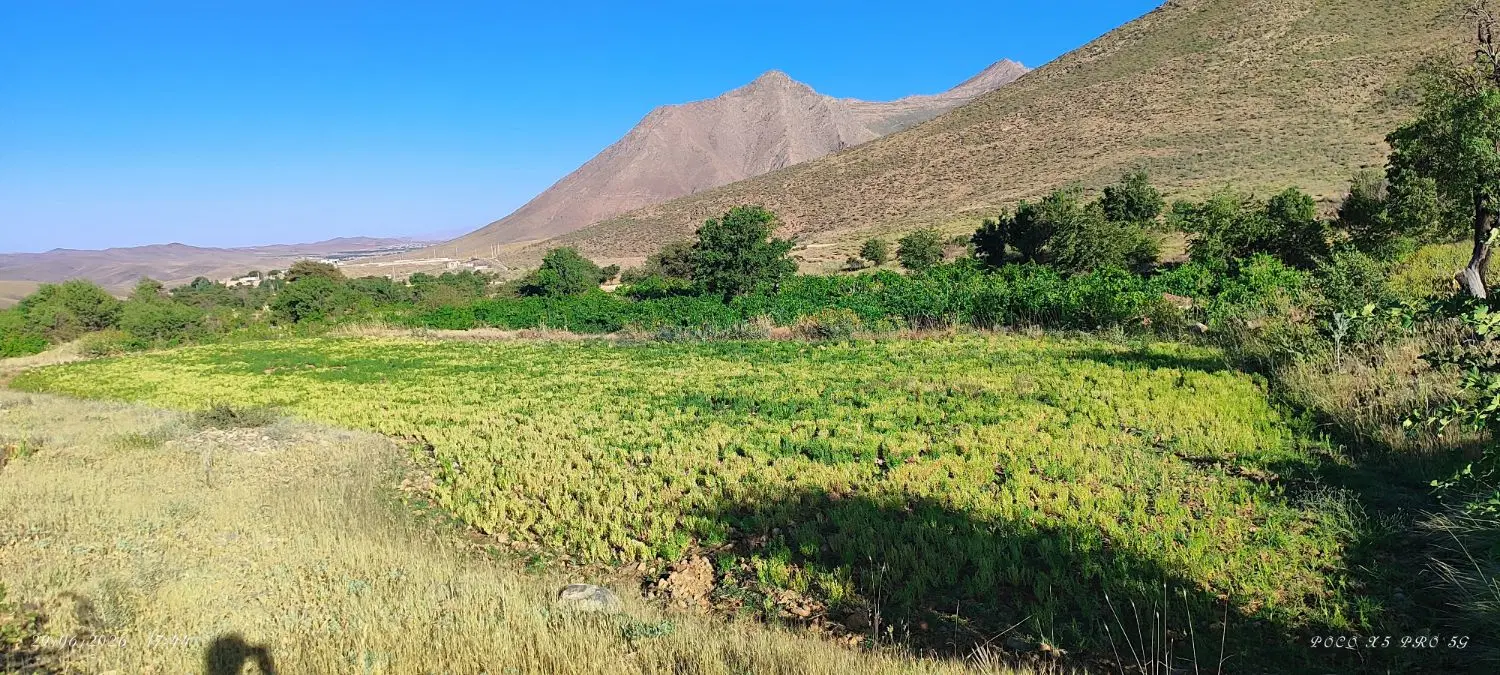 عدس|خوردنی و آشامیدنی|گلپایگان, |دیوار