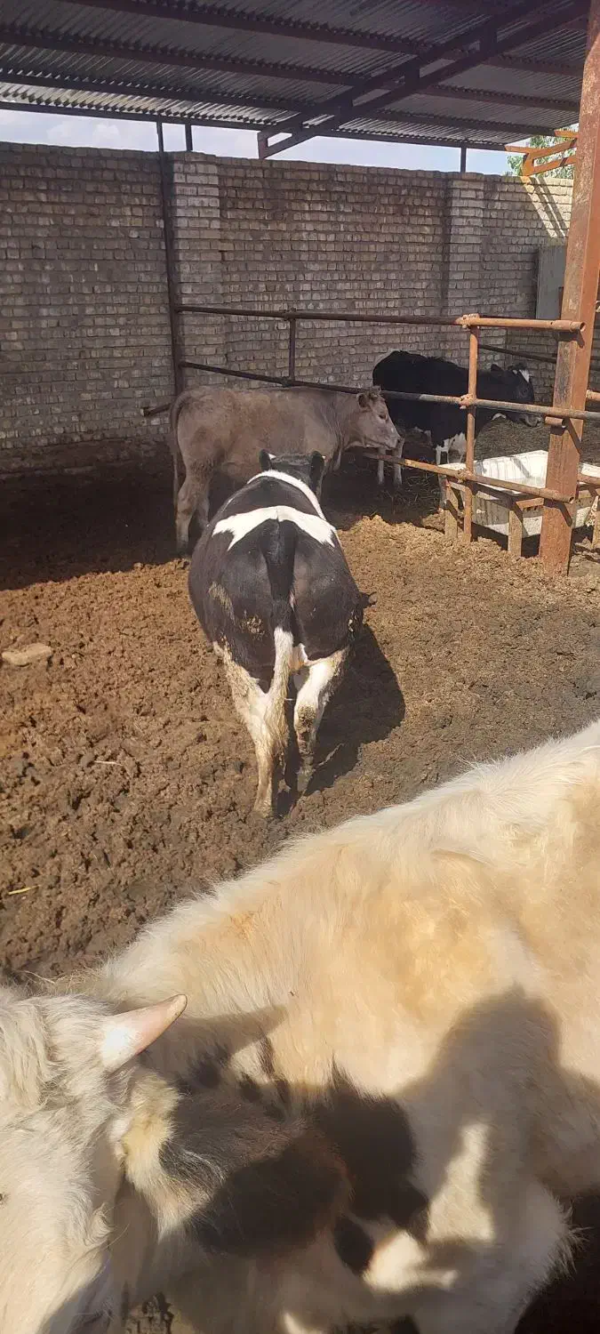 گوساله ماده چاق|حیوانات مزرعه|کاشان, دشت لتحر|دیوار