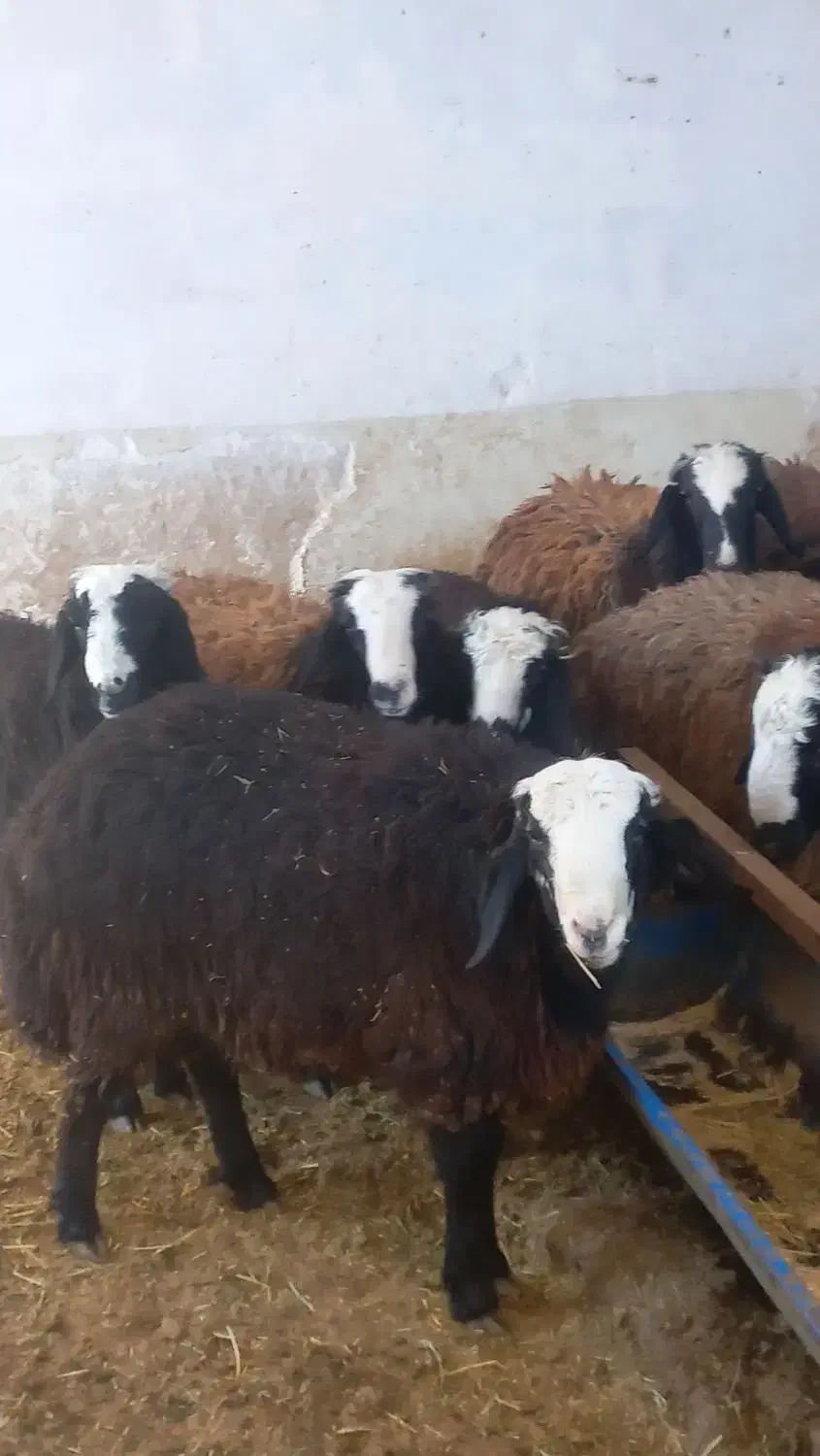 قوچ شالی|حیوانات مزرعه|اسفرورین, |دیوار