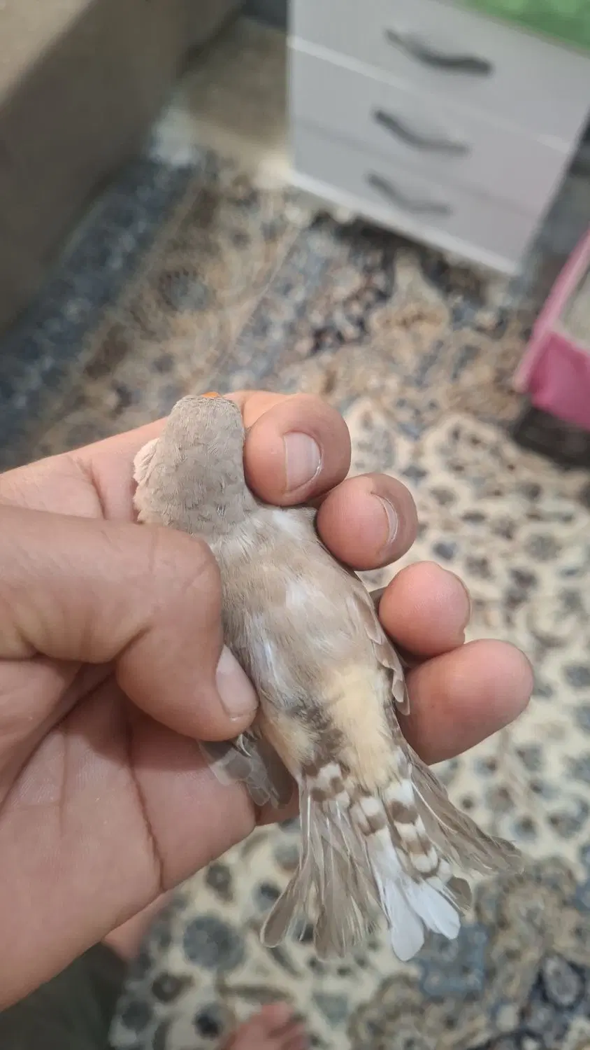 فنچ|پرنده|خرمشهر, |دیوار