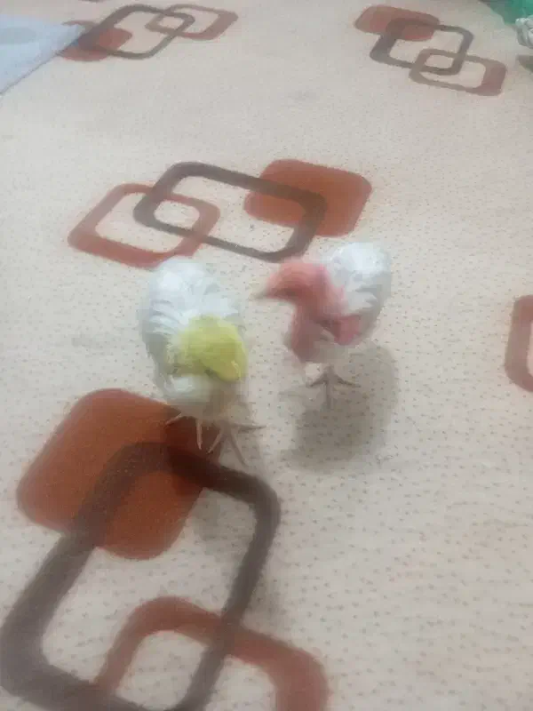 جوجه|پرنده|مشهد, سجادیه|دیوار