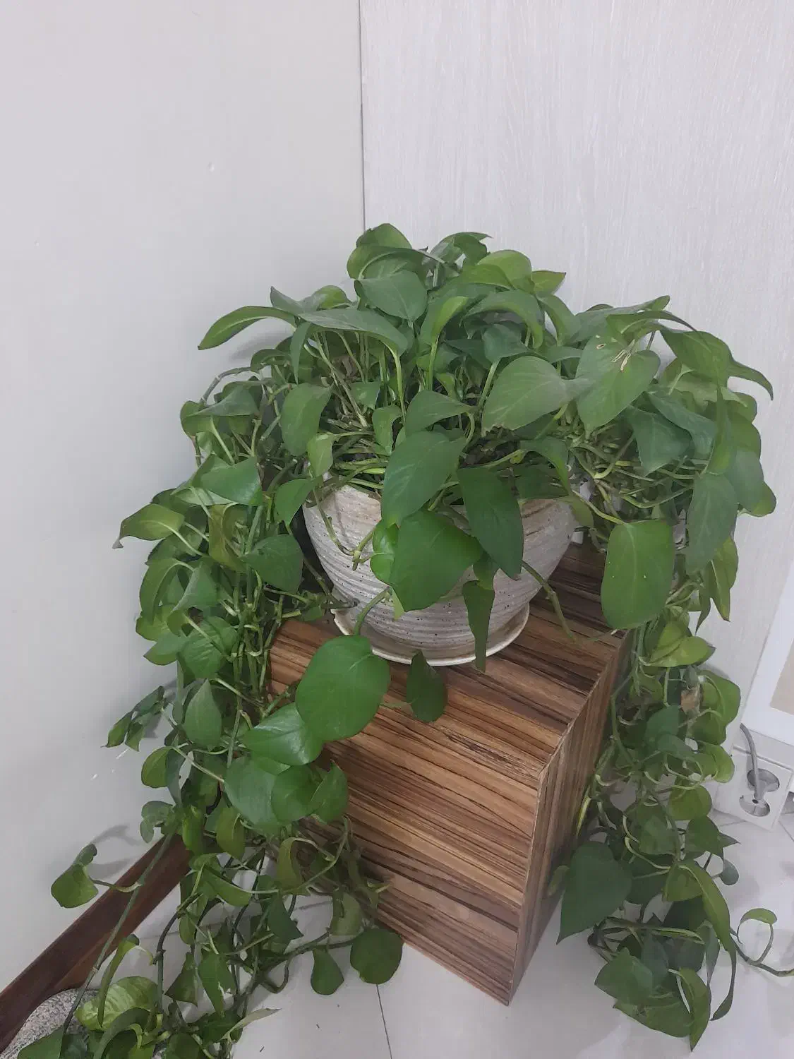 گل پیتوس|گل و گیاه طبیعی|تهران, افسریه شمالی|دیوار