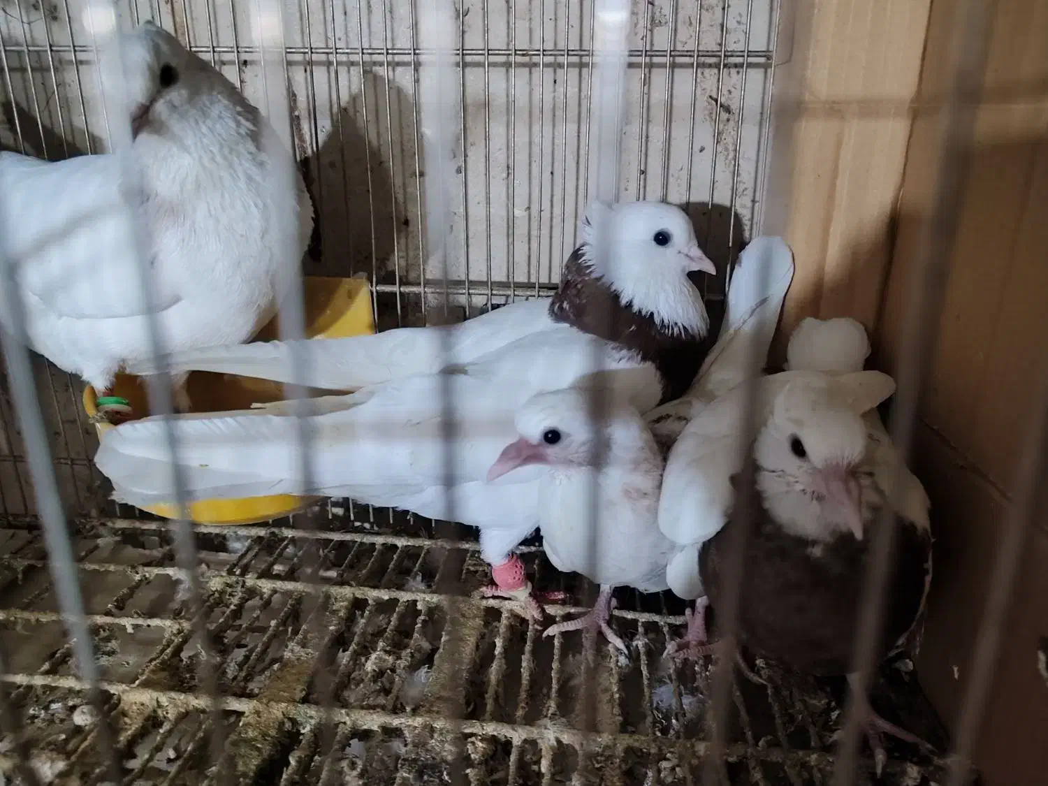 کبوتر|پرنده|قم, چهار مردان|دیوار