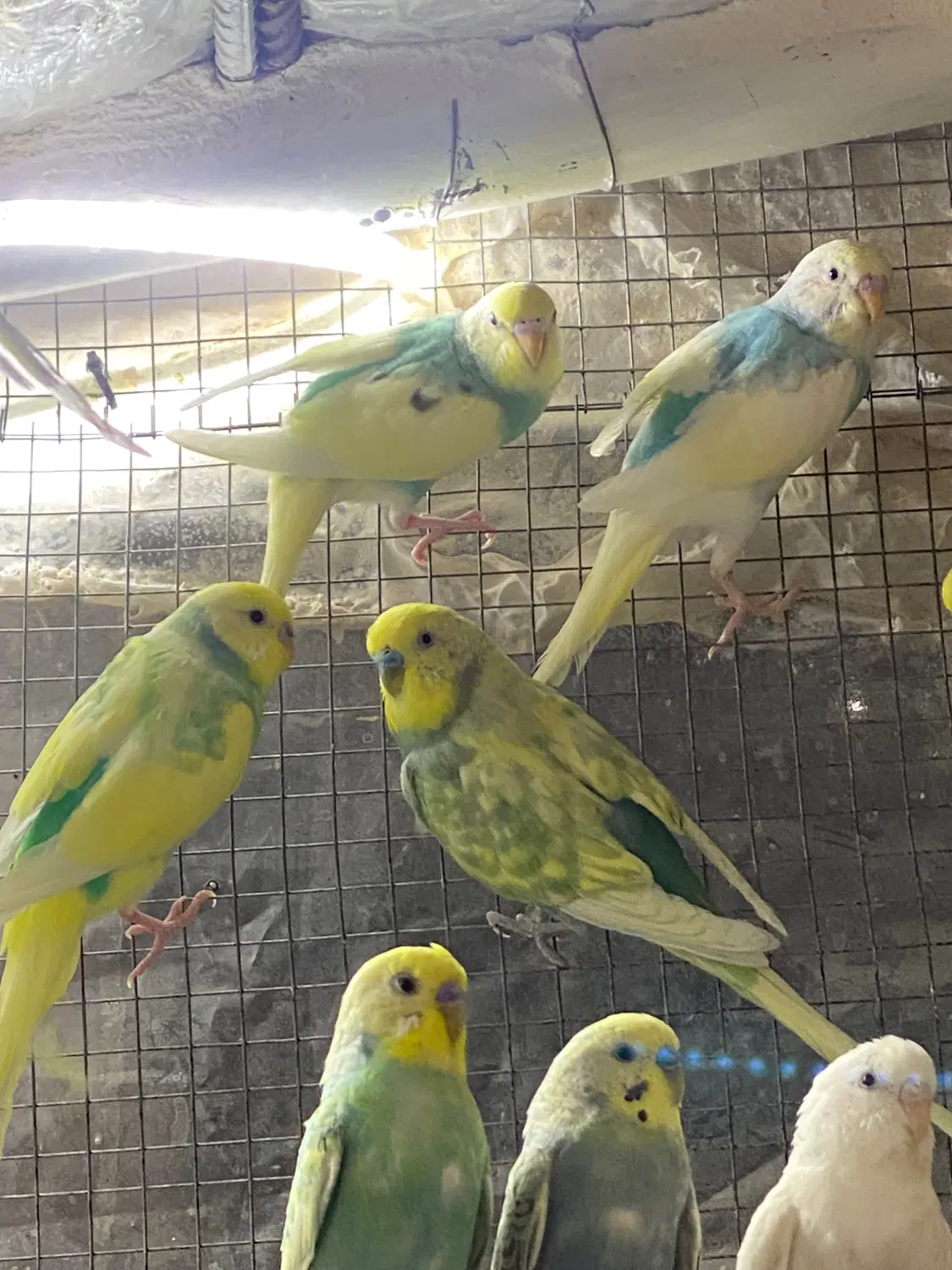 مرغ عشق|پرنده|گرگان, |دیوار