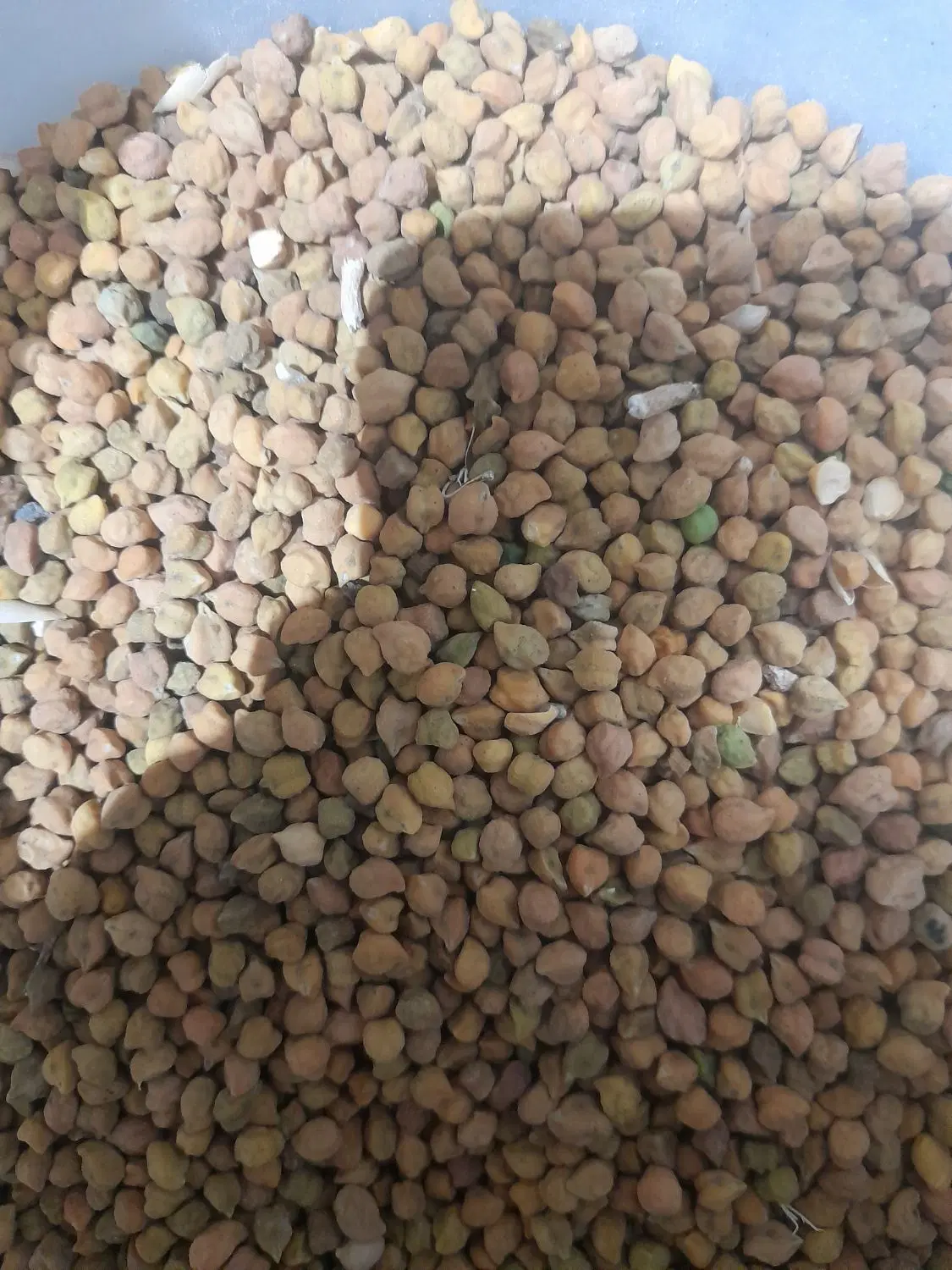 نخود|خوردنی و آشامیدنی|زنجان, |دیوار