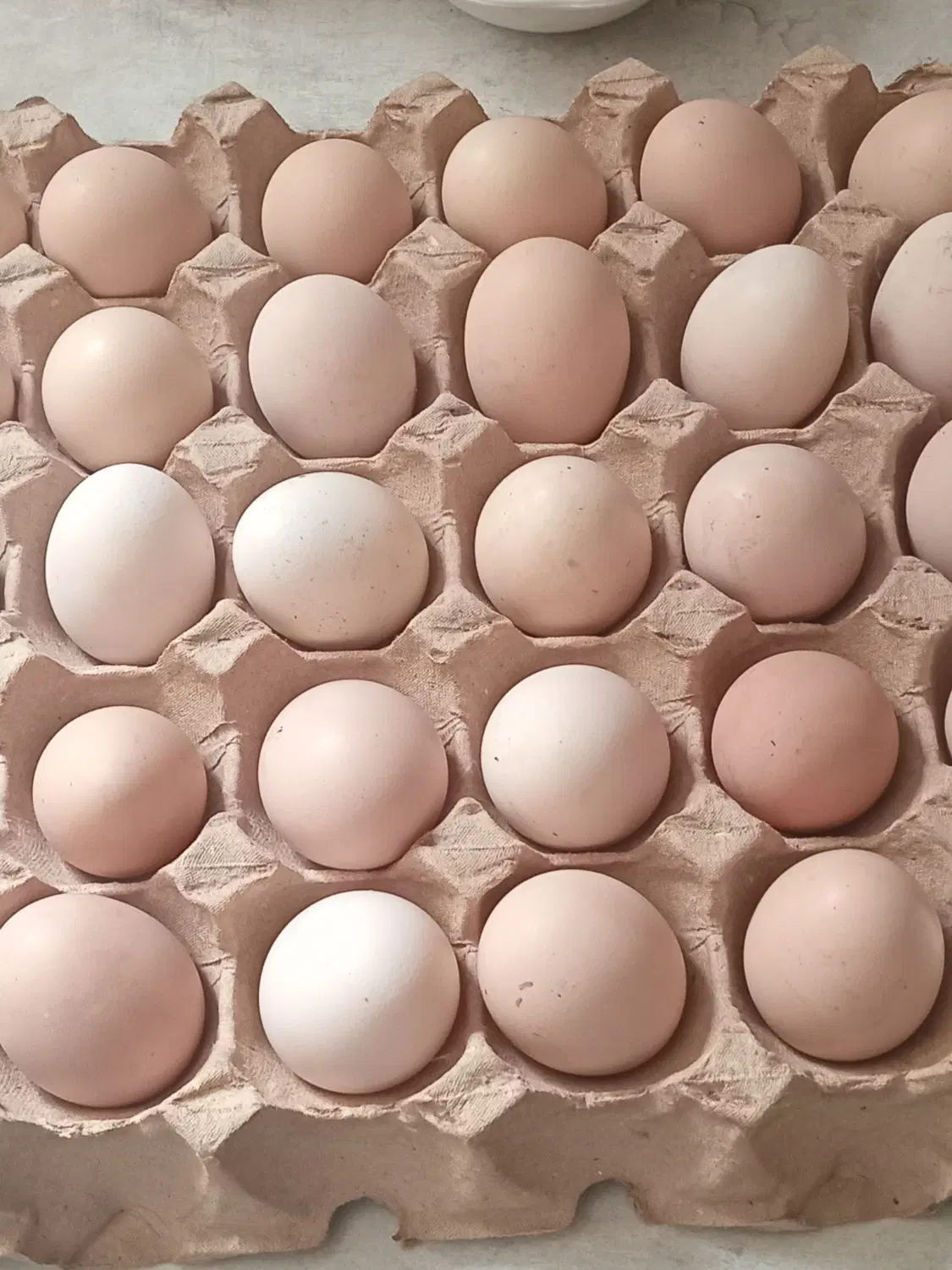 تخممرغ|خوردنی و آشامیدنی|بجنورد, |دیوار