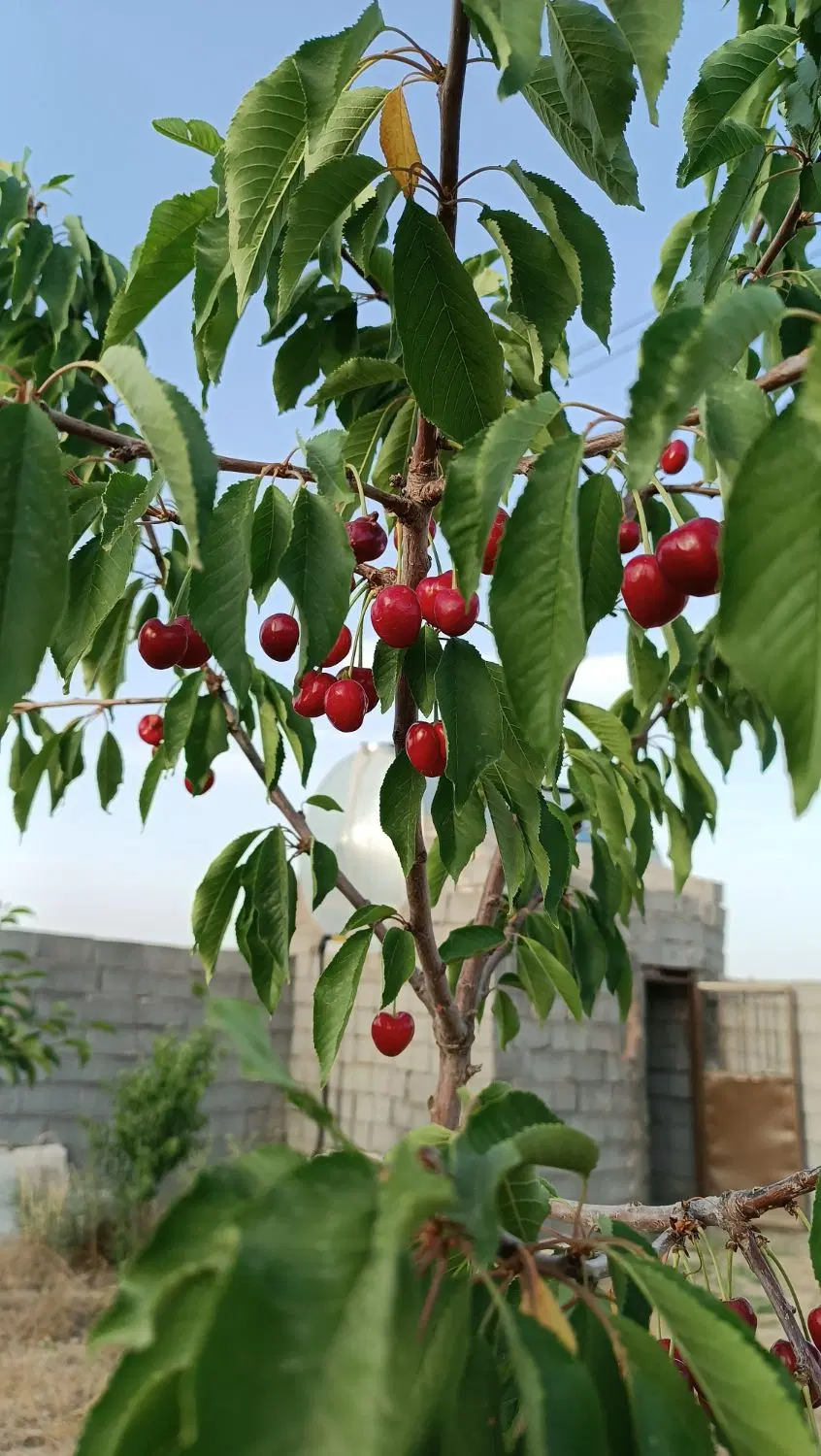 تصویر 9