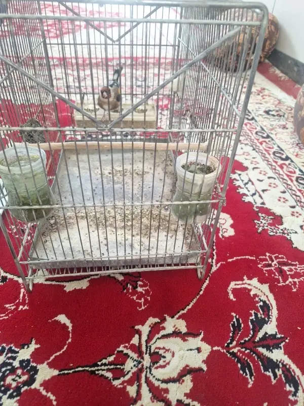 سهره|پرنده|فسا, |دیوار