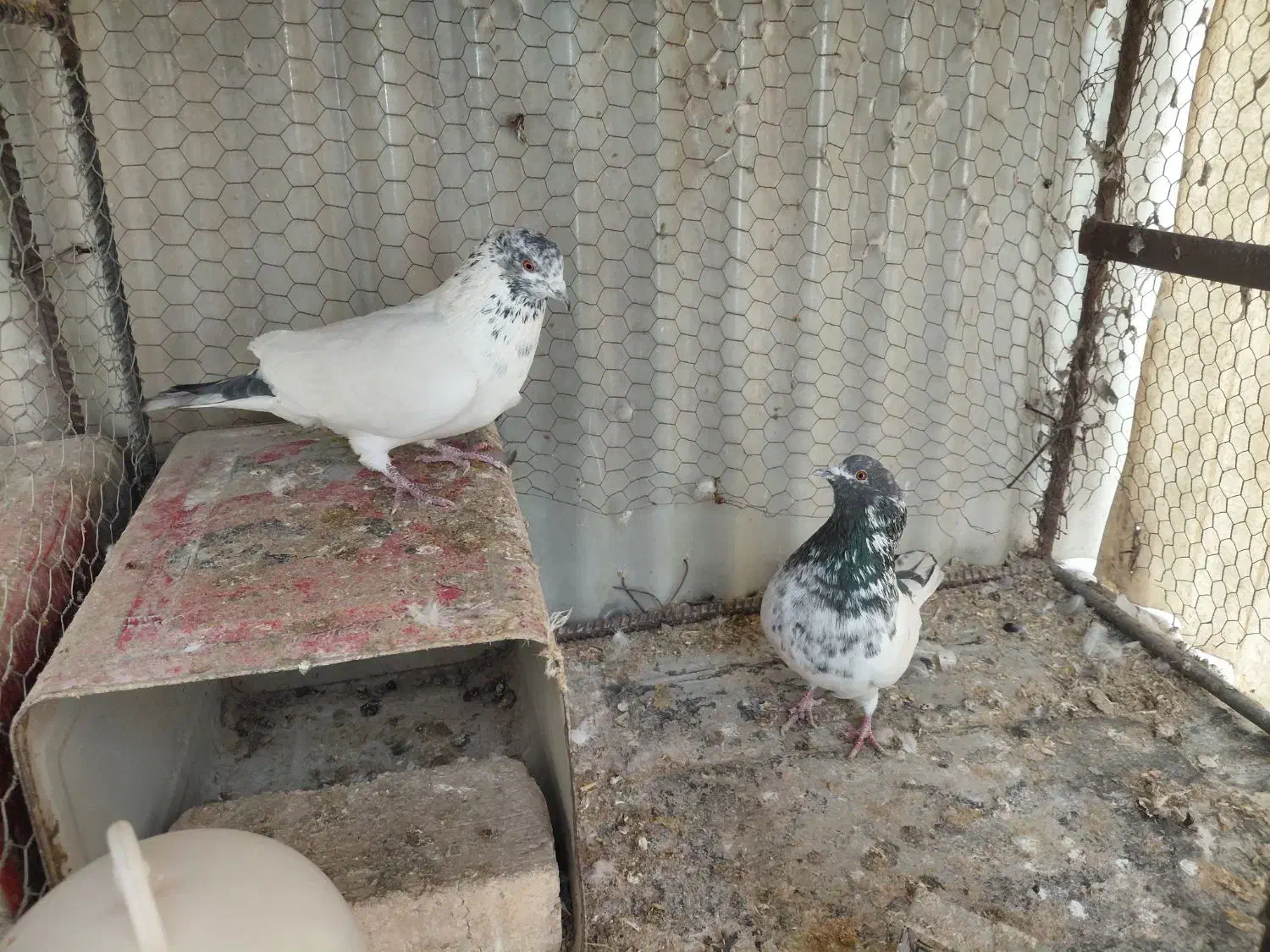 کفتر|حیوانات|برخوار, |دیوار