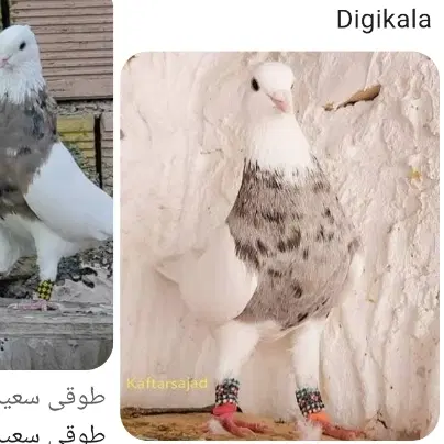 گمشده|حیوانات|مشهد, امیریه|دیوار