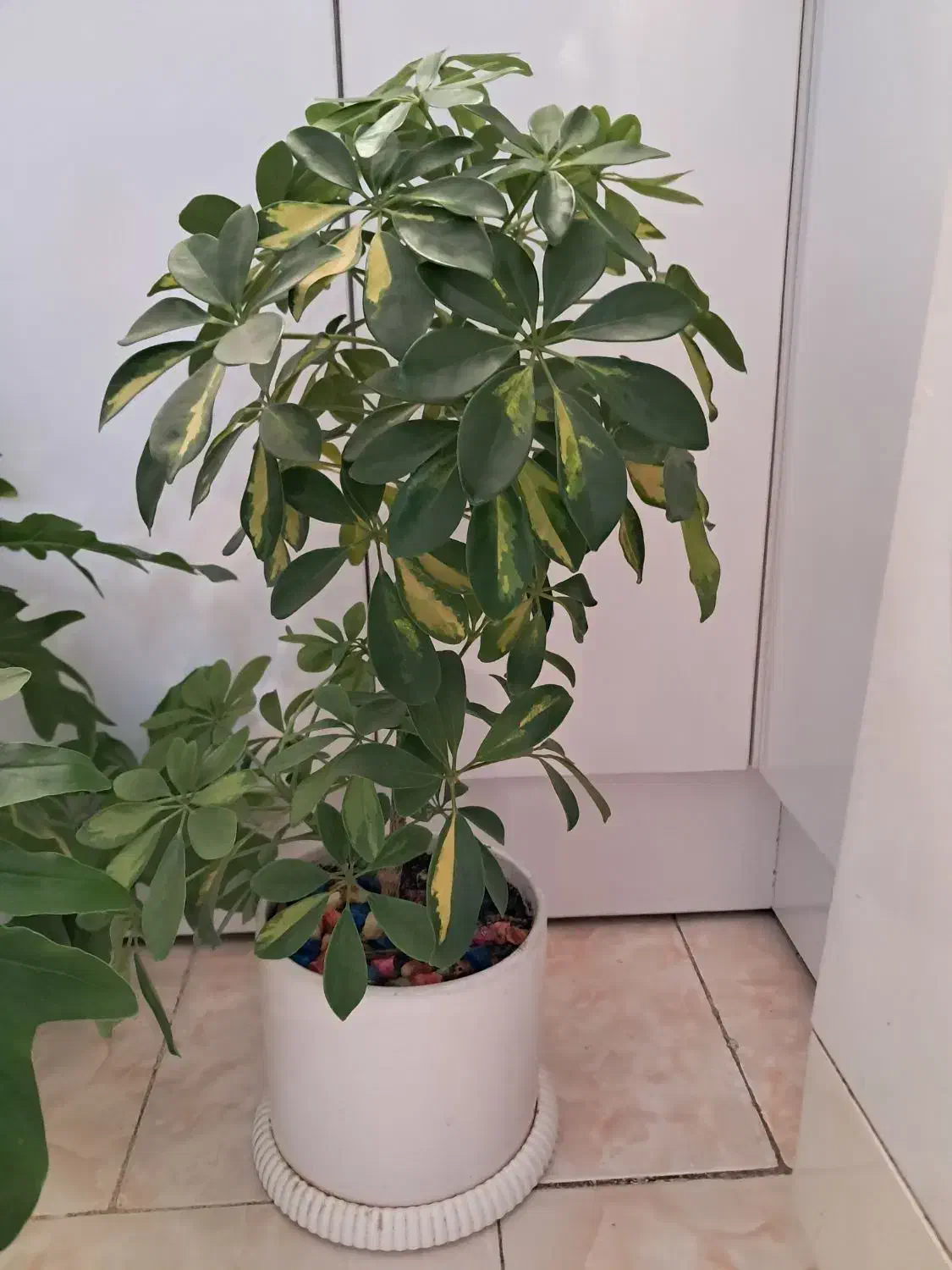 گل طبیعی|گل و گیاه طبیعی|تهران, یافت آباد جنوبی|دیوار