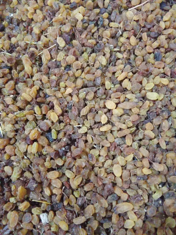 کشمش|خوردنی و آشامیدنی|جغتای, |دیوار