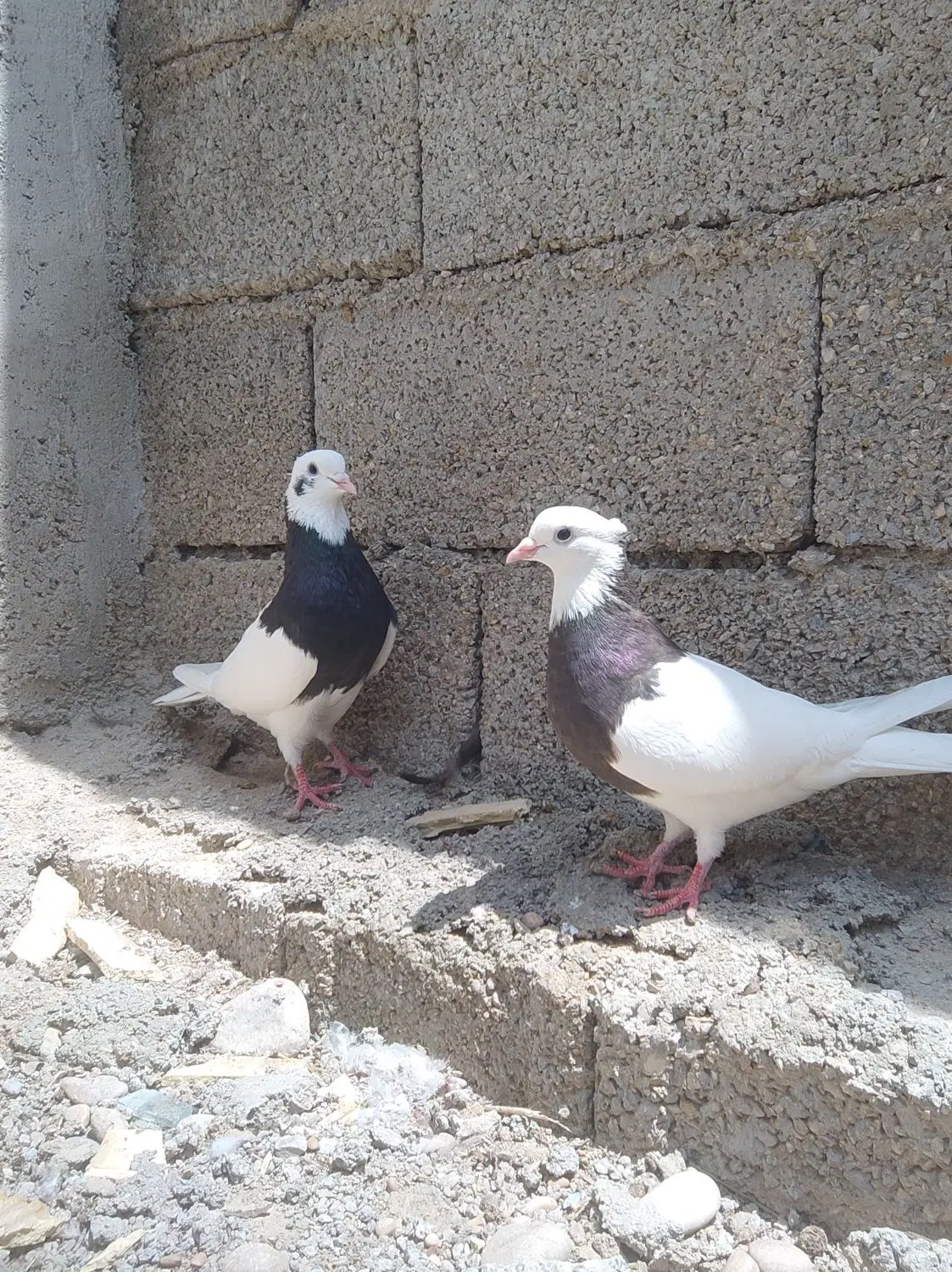 کبوتر|پرنده|شبانکاره, |دیوار