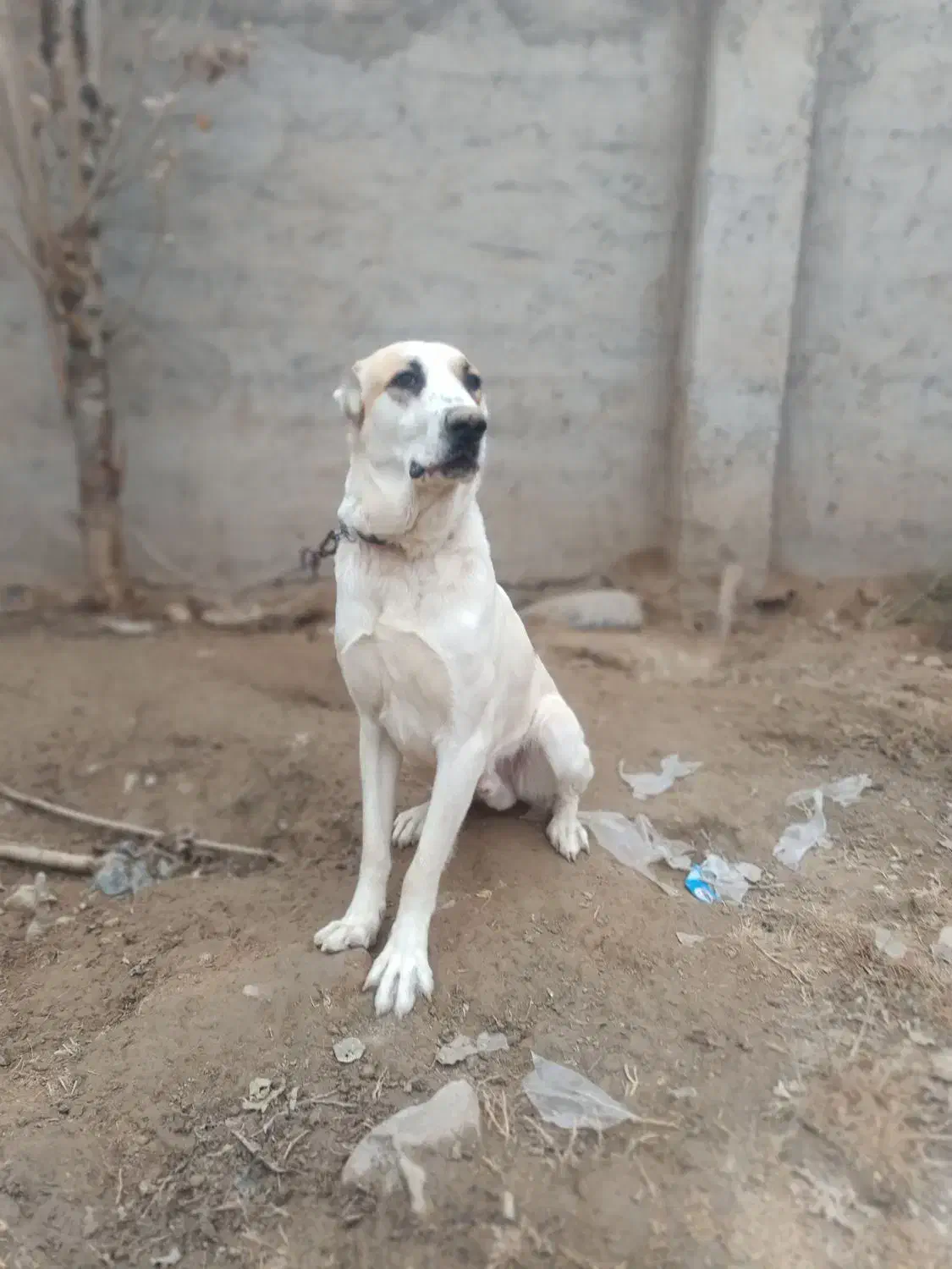 سگ خانگی|سگ|شیروان (خراسان), |دیوار