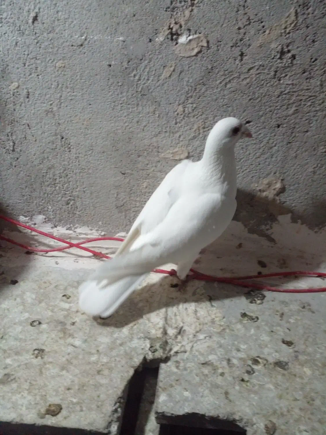 دبر سفید|پرنده|اردبیل, |دیوار