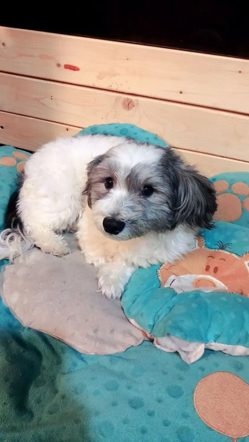 سگ شیتزو|سگ|شیراز, گویم|دیوار