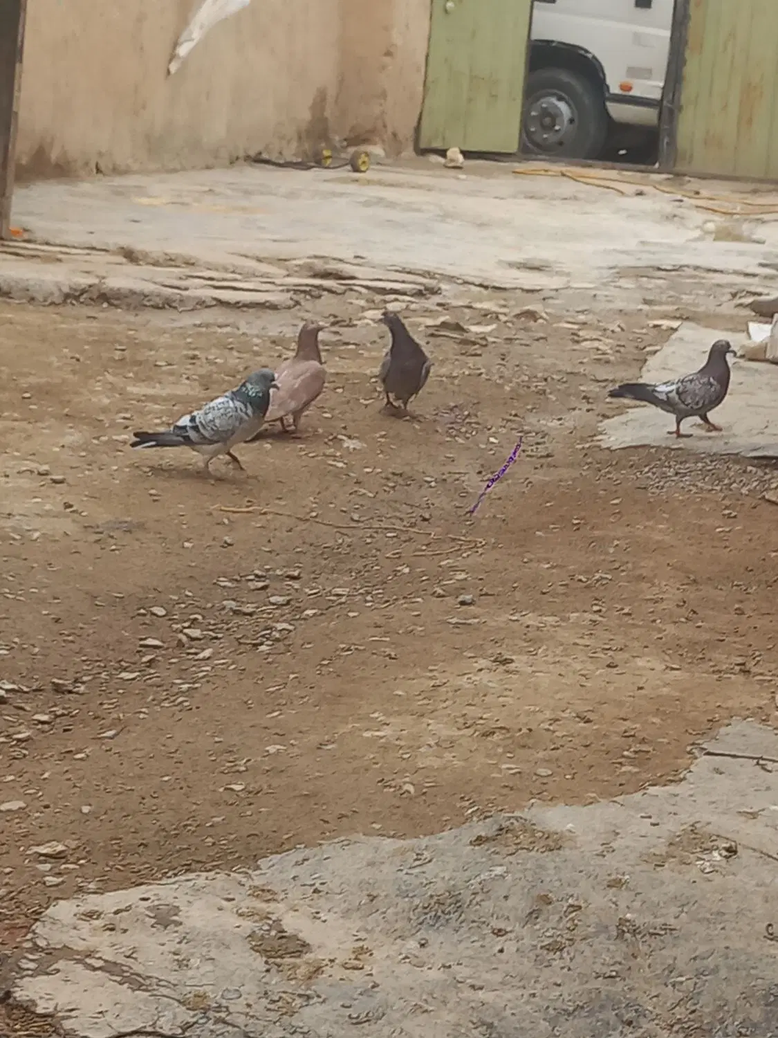 کبوتر|پرنده|گل تپه, |دیوار