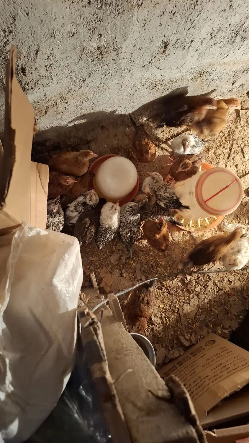کفتر|پرنده|اردبیل, |دیوار
