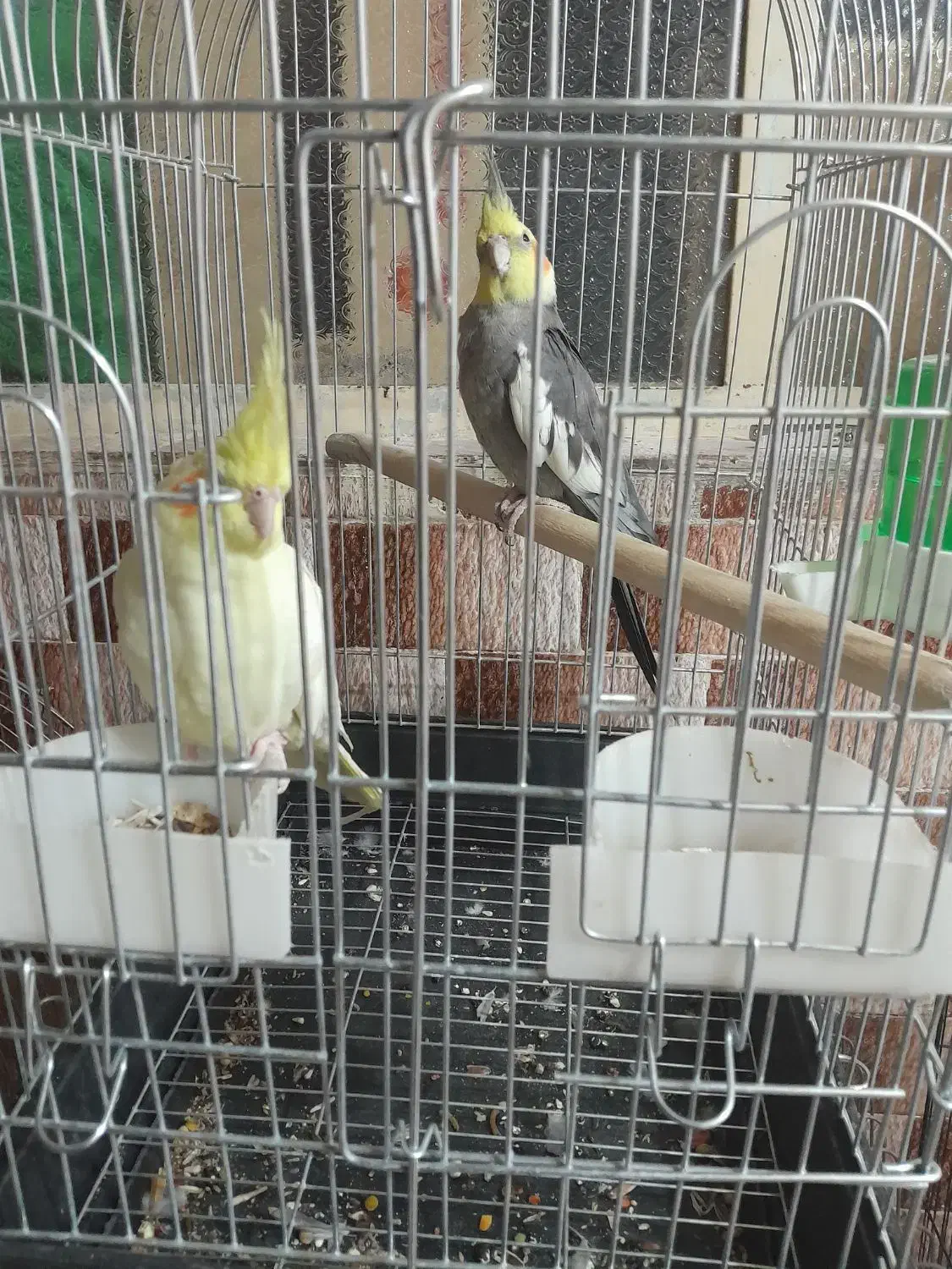 گم شده|حیوانات|اهواز, حصیرآباد|دیوار