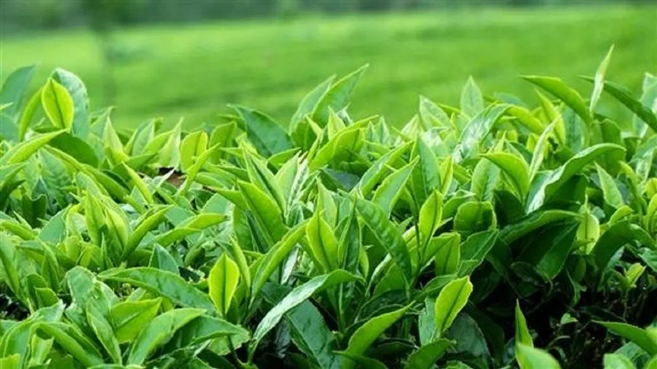 چای دستی|خوردنی و آشامیدنی|لاهیجان, آهندان|دیوار