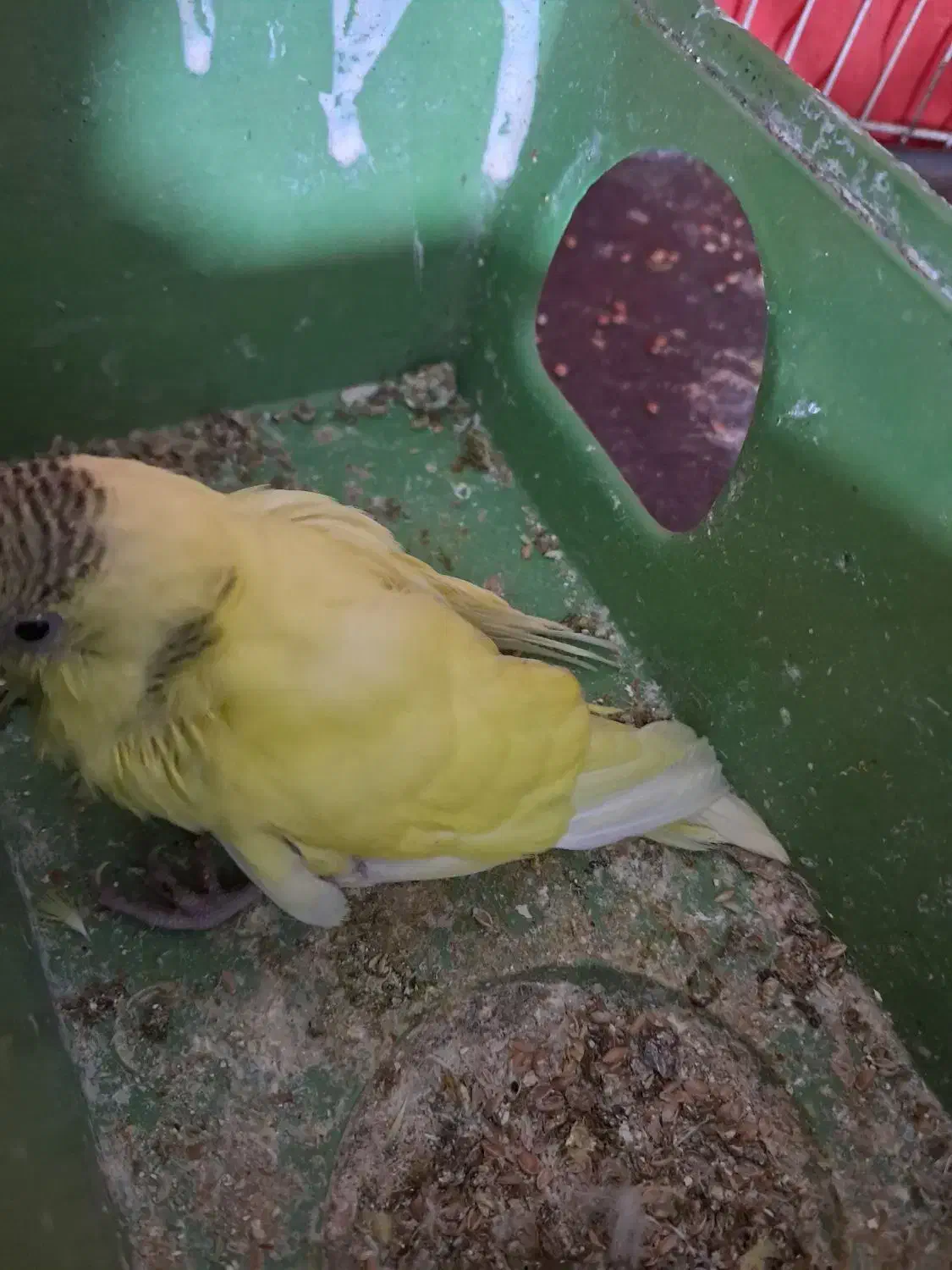 مرغ عشق|پرنده|مشهد, محمدآباد|دیوار