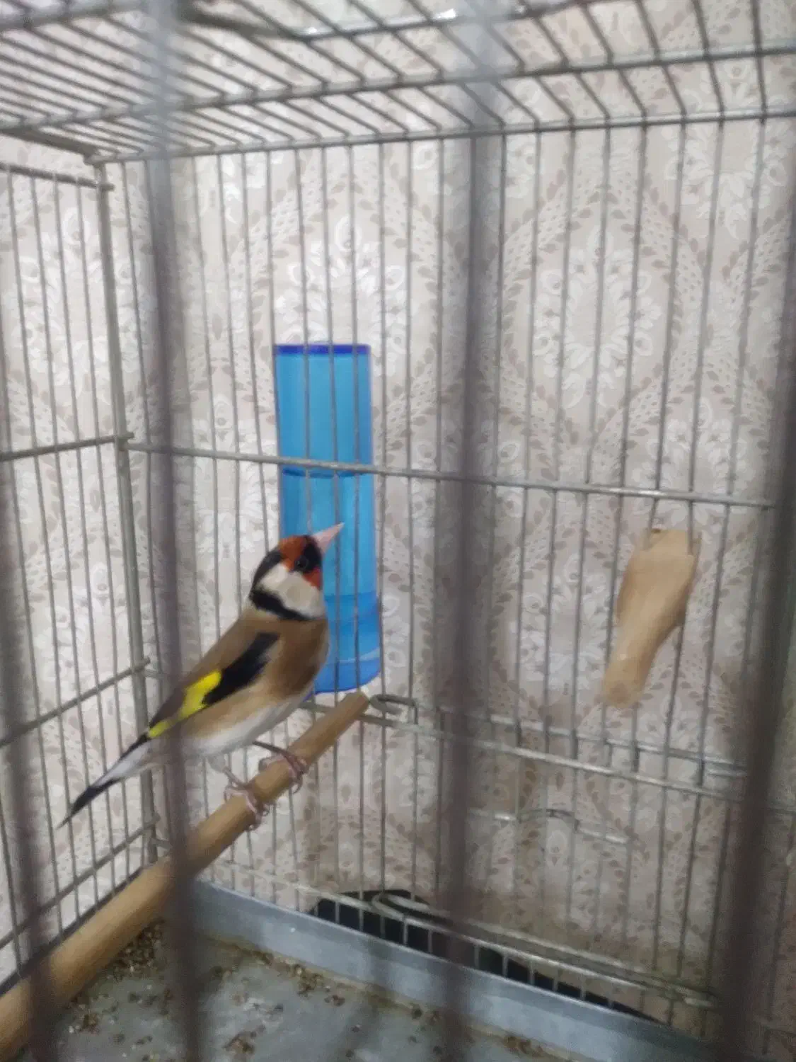 سهره|پرنده|محمدشهر, محمدشهر|دیوار