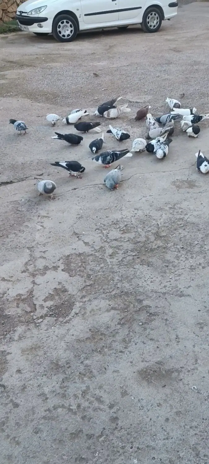 کفتر|پرنده|ملکآباد, |دیوار