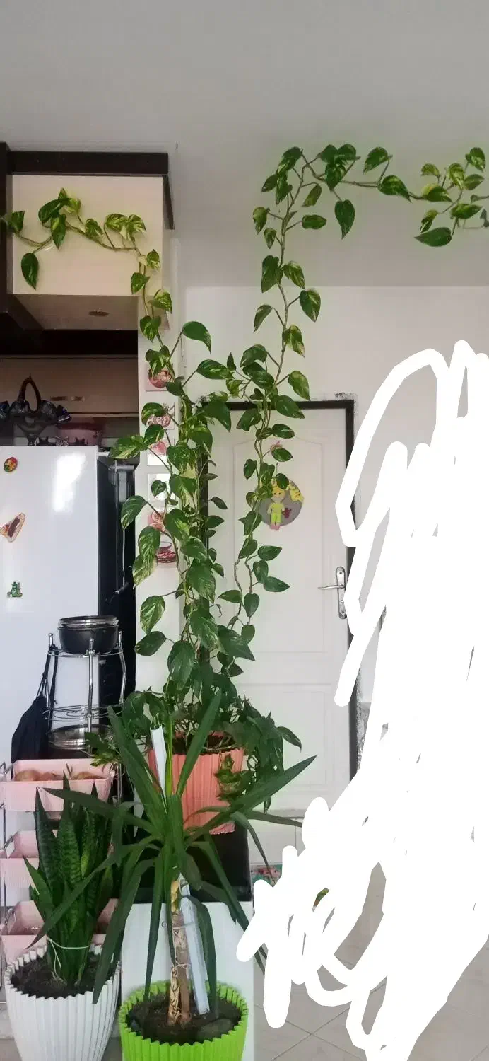 گل طبیعی|گل و گیاه طبیعی|مشهد, پایین خیابان|دیوار