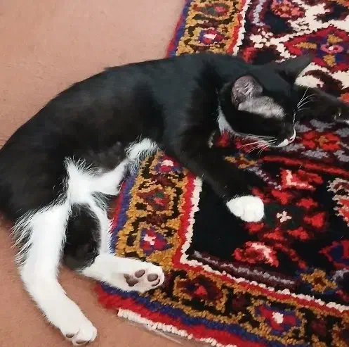 گربه|گربه|سراب, |دیوار