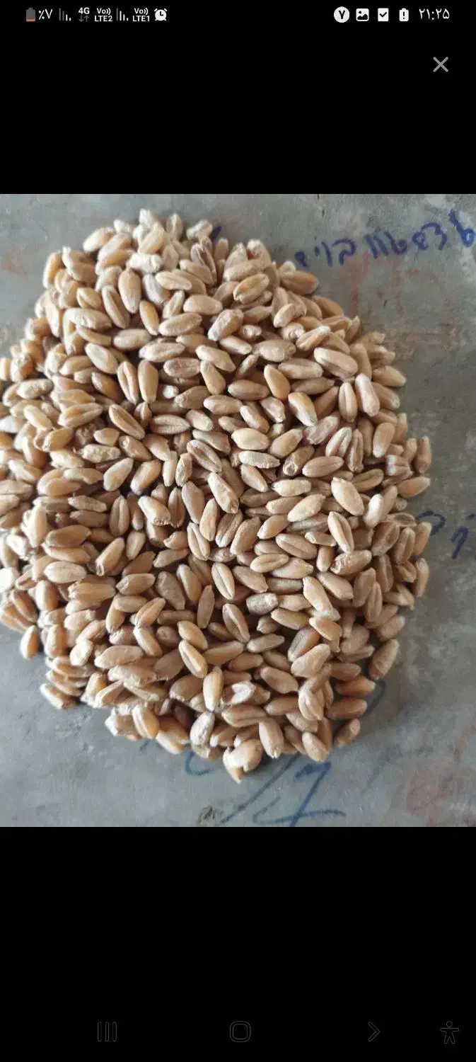 یک تن  کندم|عمده‌فروشی|بجنورد, |دیوار