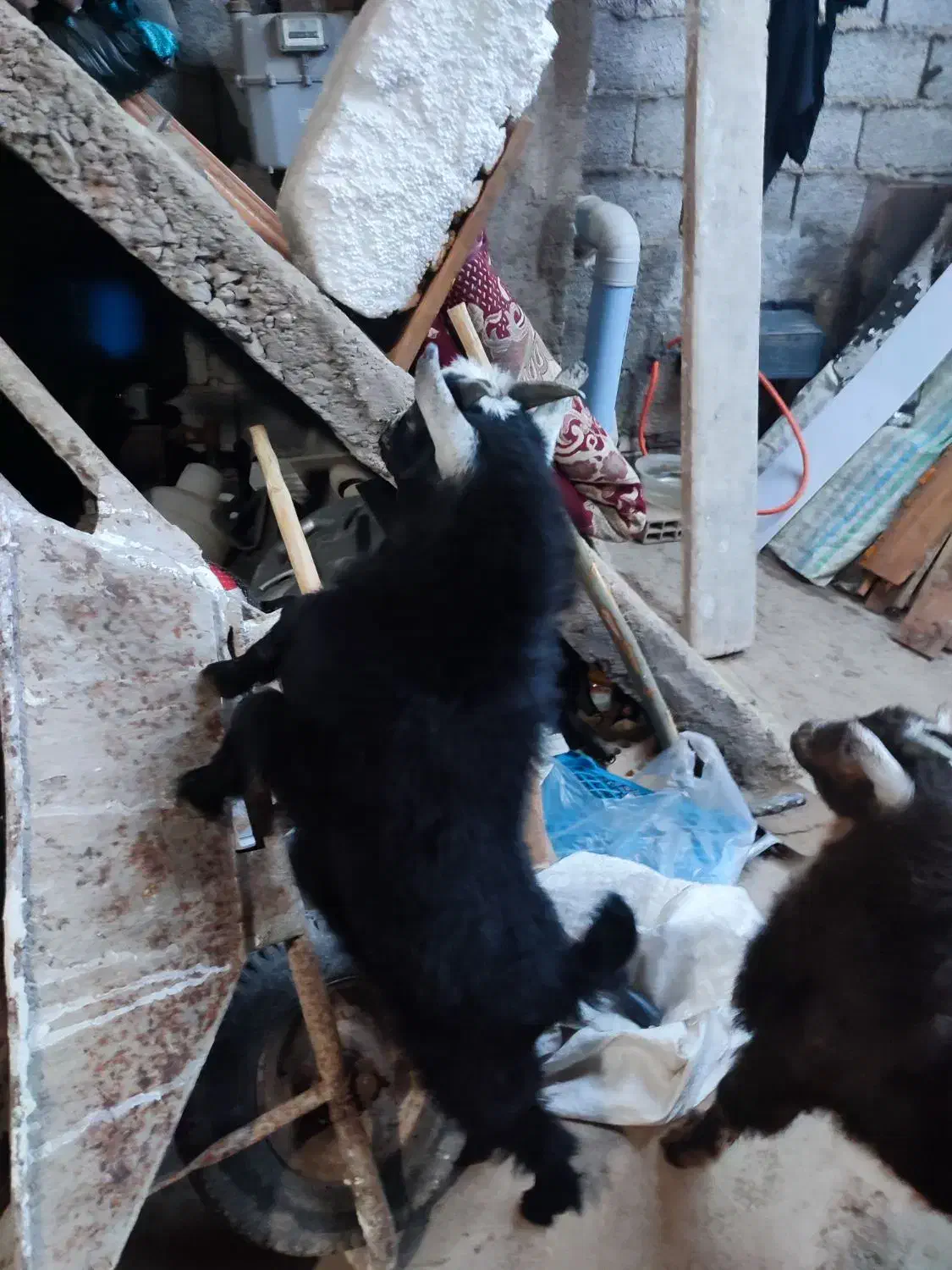 بز مولد|حیوانات مزرعه|رشت, ولکس|دیوار