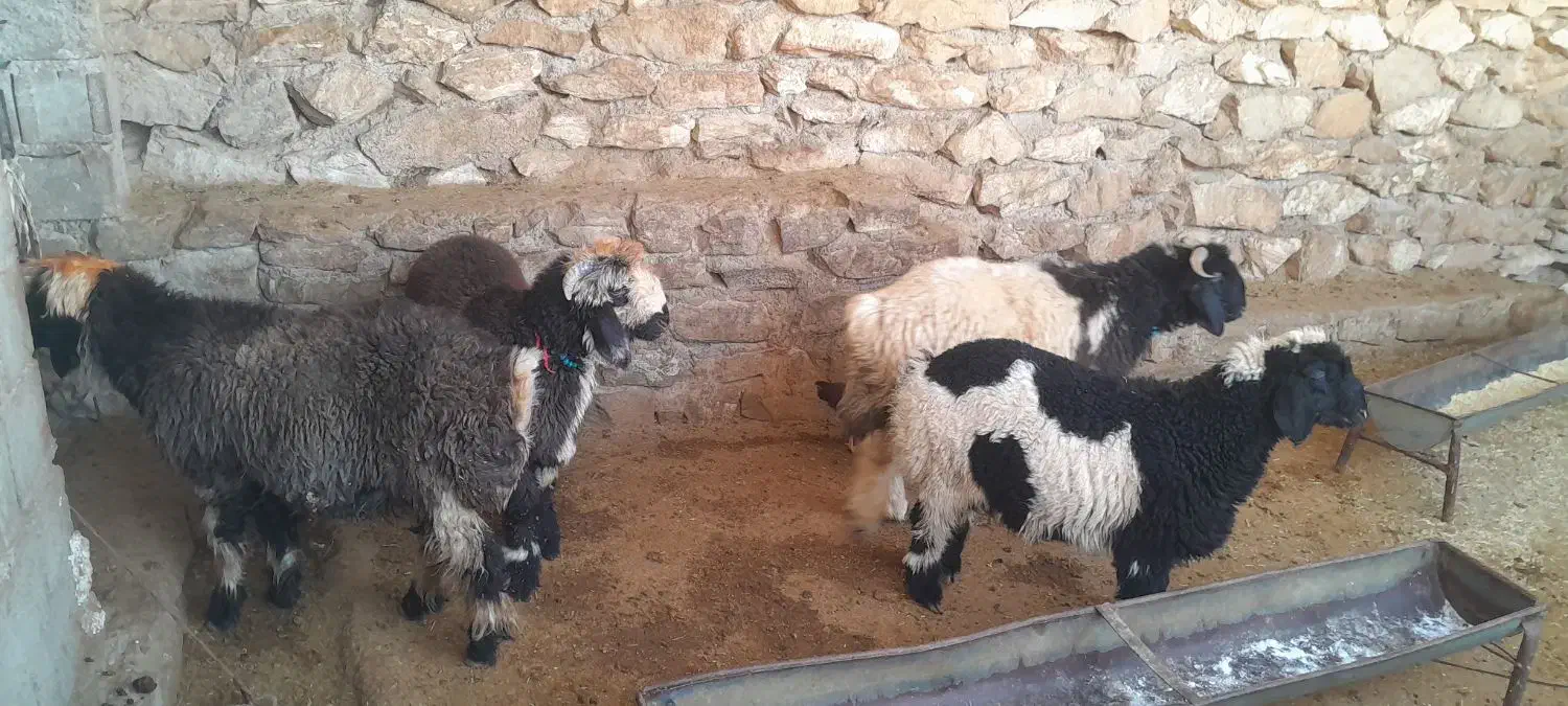 بره چاق|حیوانات مزرعه|مسجد سلیمان, |دیوار