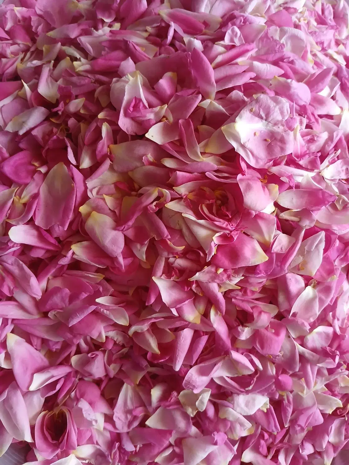 گل محمدی|خوردنی و آشامیدنی|بوئین زهرا, |دیوار