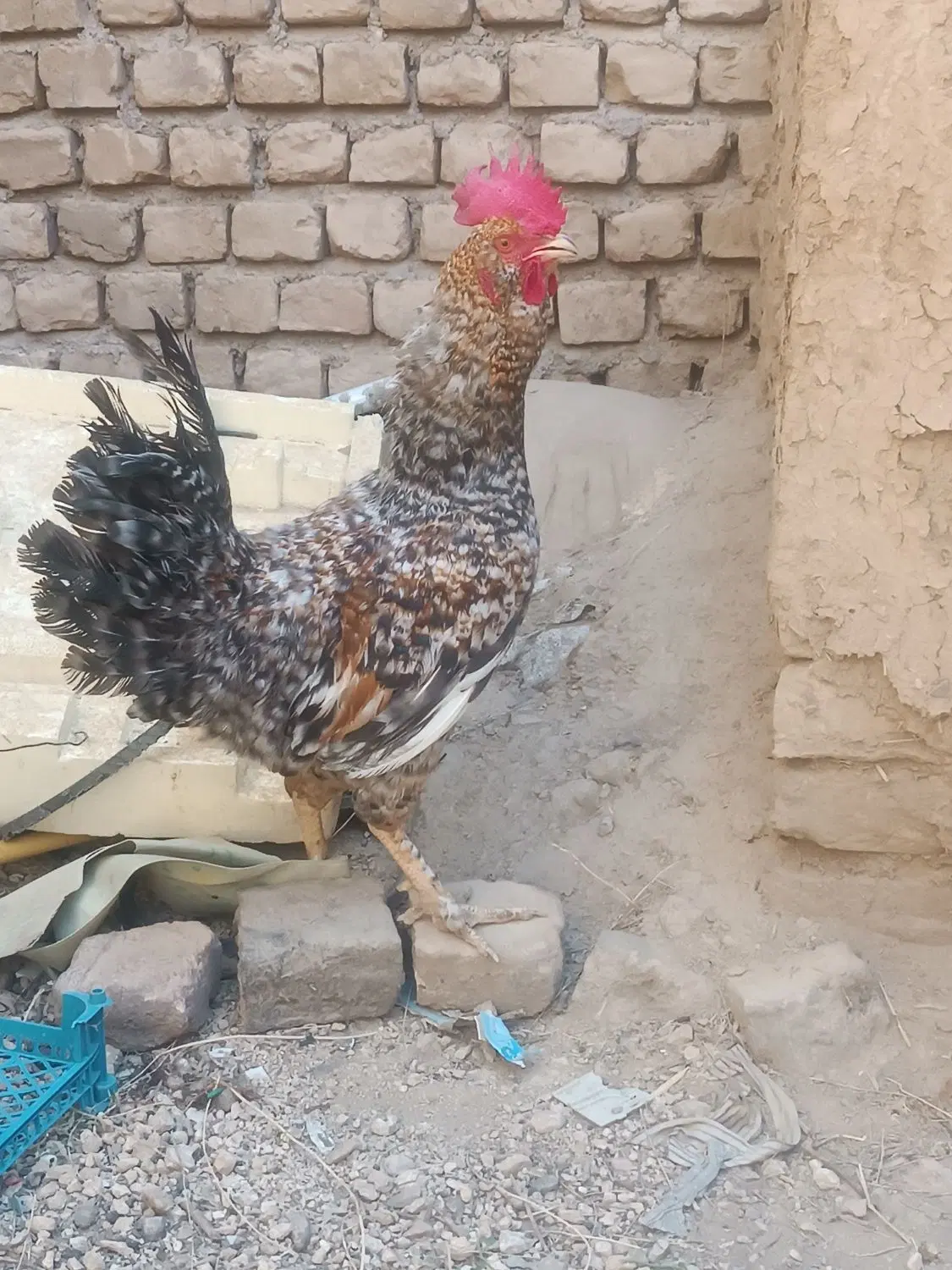 خروس|حیوانات مزرعه|گناباد, |دیوار