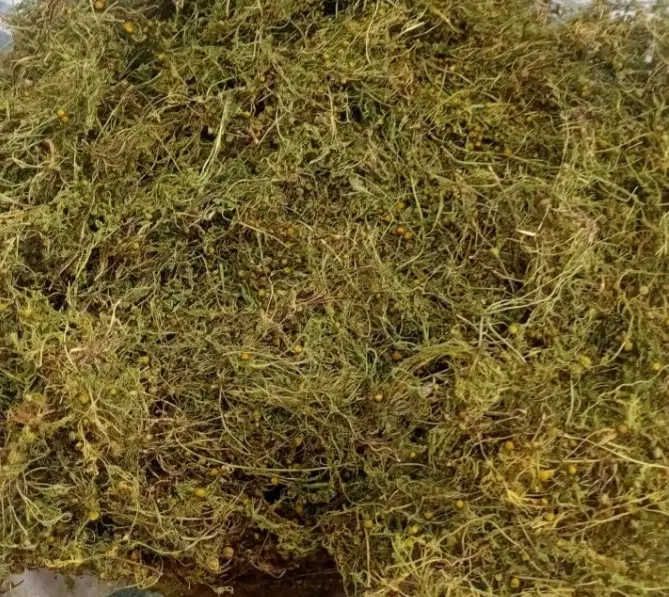 بابونه|خوردنی و آشامیدنی|نوبندگان, |دیوار