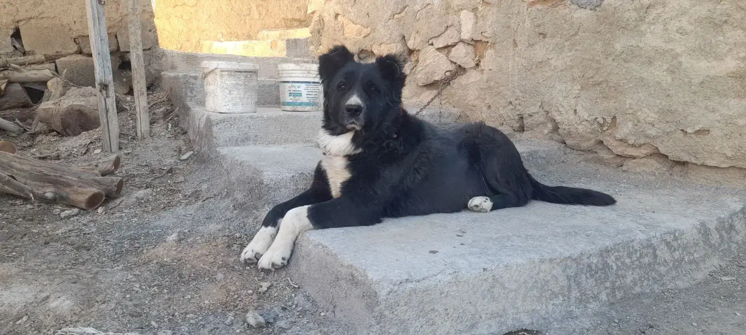 سگ قدرجونی|سگ|تهران, جی|دیوار