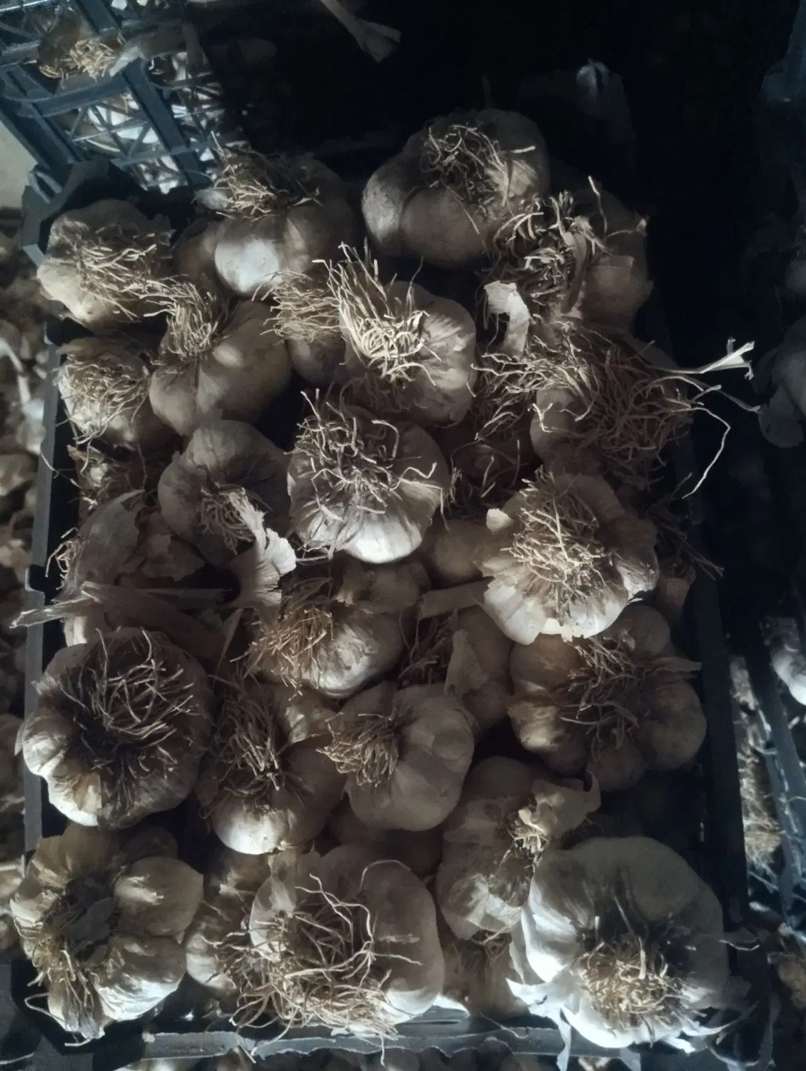 سیر سفید|خوردنی و آشامیدنی|جلگه رخ, |دیوار