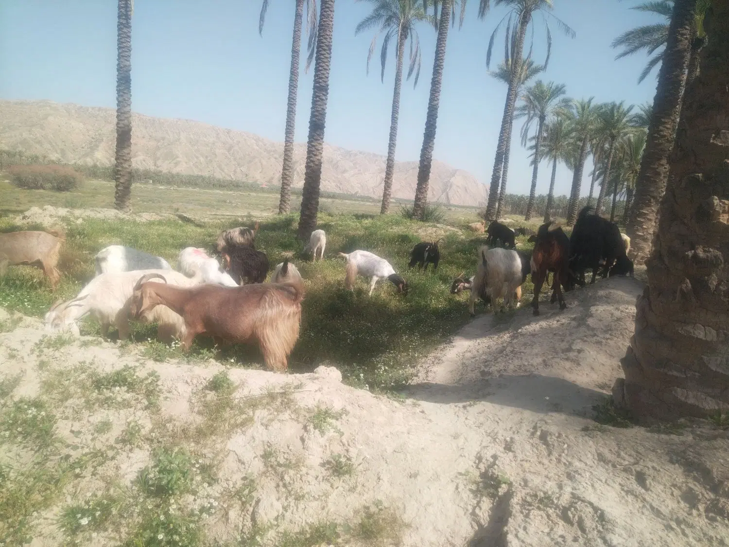 بز خوب|حیوانات مزرعه|شیراز, زرهی|دیوار