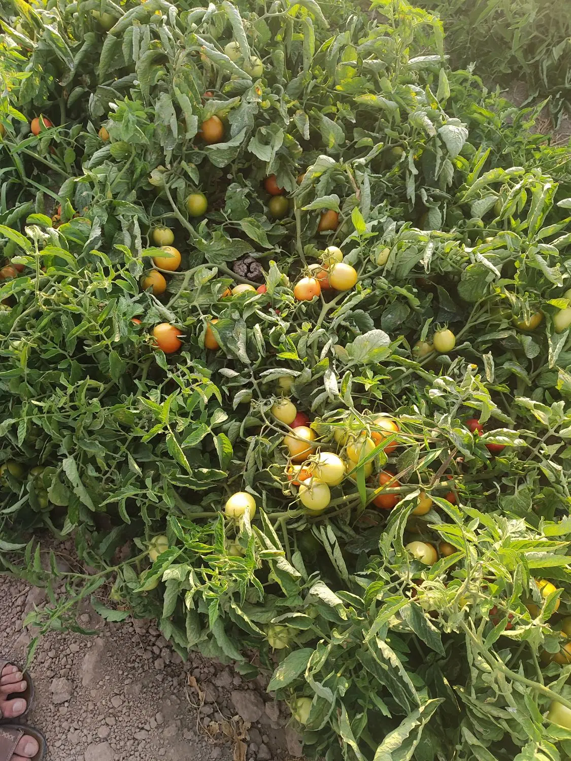 گوجه|عمده‌فروشی|طسوج, |دیوار