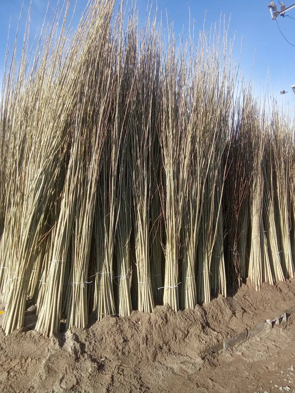 نهال بهروزنهال|خدمات باغبانی و درختکاری|الیگودرز, |دیوار