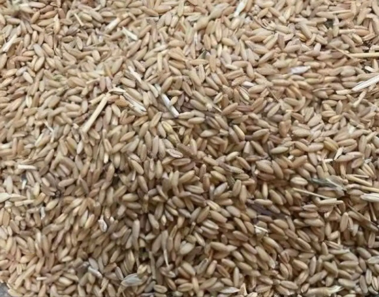 گندم|خوردنی و آشامیدنی|سرپل ذهاب, |دیوار