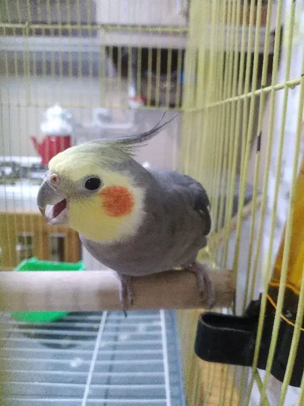 عروس|پرنده|محمدیه-قزوین, |دیوار