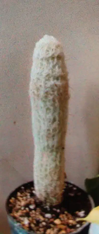 کاکتوس|گل و گیاه طبیعی|قم, صفائیه|دیوار