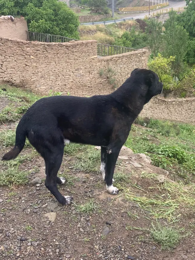 سگ دو رگ|سگ|غلامان, |دیوار