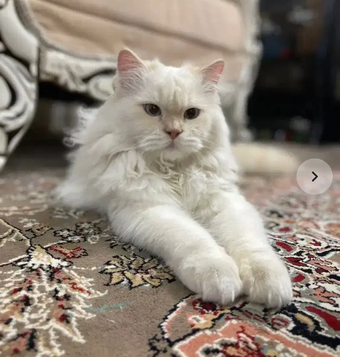 گربه پرشین|گربه|اسفراین, |دیوار