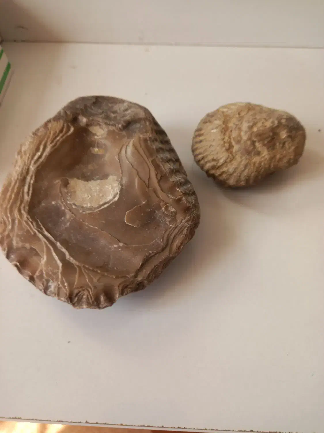 فسیل|کلکسیون و سرگرمی|شهر ری, هاشم‌آباد|دیوار