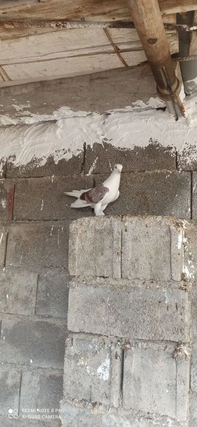 پرنده|پرنده|دلوار, |دیوار